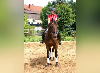 Irish sport horse, Ruin, 6 Jaar, 158 cm, Bruin