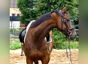 Irish sport horse, Ruin, 6 Jaar, 158 cm, Bruin
