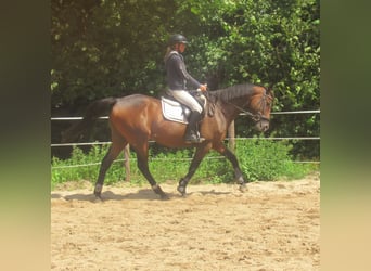 Irish sport horse, Ruin, 6 Jaar, 158 cm, Bruin