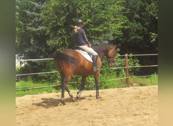 Irish sport horse, Ruin, 6 Jaar, 158 cm, Bruin