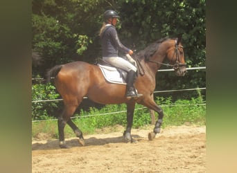 Irish sport horse, Ruin, 6 Jaar, 158 cm, Bruin