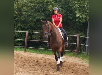 Irish sport horse, Ruin, 6 Jaar, 158 cm, Bruin