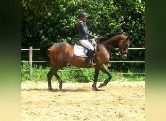 Irish sport horse, Ruin, 6 Jaar, 158 cm, Bruin