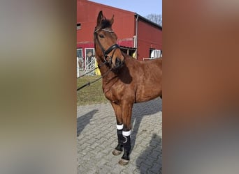 Irish sport horse, Ruin, 6 Jaar, 160 cm, Bruin