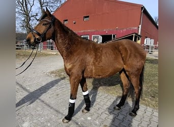 Irish sport horse, Ruin, 6 Jaar, 160 cm, Bruin
