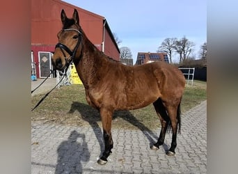 Irish sport horse, Ruin, 6 Jaar, 160 cm, Bruin