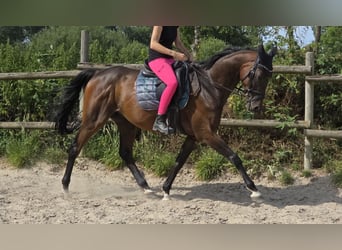 Irish sport horse Mix, Ruin, 6 Jaar, 160 cm, Donkerbruin