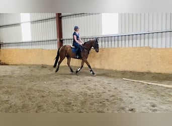 Irish sport horse, Ruin, 6 Jaar, 160 cm, Lichtbruin