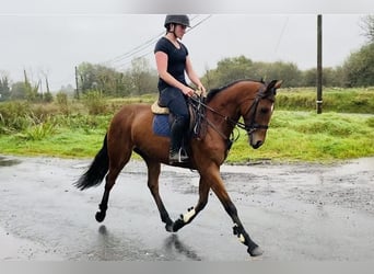 Irish sport horse, Ruin, 6 Jaar, 160 cm, Lichtbruin