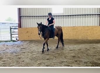 Irish sport horse, Ruin, 6 Jaar, 160 cm, Lichtbruin