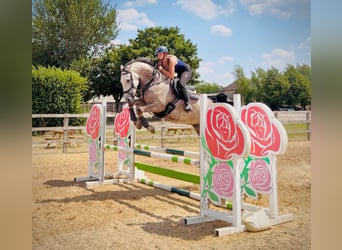 Irish sport horse, Ruin, 6 Jaar, 160 cm, Schimmel