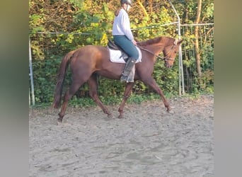 Irish Sport Horse, Wallach, 6 Jahre, 162 cm, Dunkelfuchs