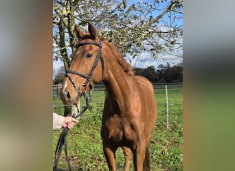 Irish sport horse Mix, Ruin, 6 Jaar, 162 cm, Vos