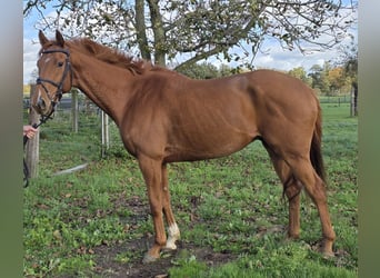 Irish sport horse Mix, Ruin, 6 Jaar, 162 cm, Vos
