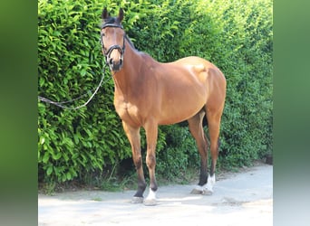 Irish sport horse, Ruin, 6 Jaar, 164 cm, Brauner