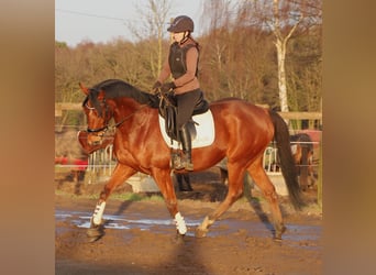 Irish sport horse Mix, Ruin, 6 Jaar, 164 cm, Bruin