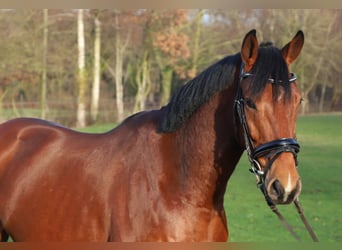 Irish sport horse Mix, Ruin, 6 Jaar, 164 cm, Bruin