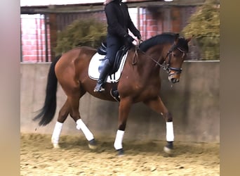 Irish sport horse Mix, Ruin, 6 Jaar, 164 cm, Bruin
