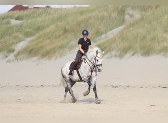 Irish sport horse, Ruin, 6 Jaar, 165 cm, Blauwschimmel