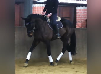 Irish sport horse Mix, Ruin, 6 Jaar, 165 cm, Donkerbruin