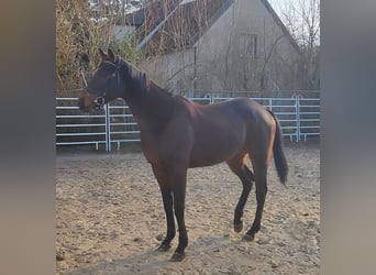 Irish sport horse, Ruin, 6 Jaar, 165 cm, Donkerbruin