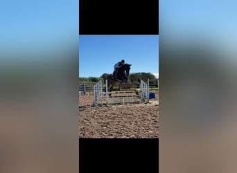 Irish sport horse, Ruin, 6 Jaar, 166 cm, Roodbruin