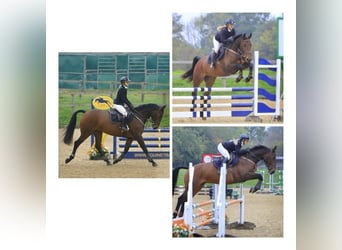 Irish sport horse, Ruin, 6 Jaar, 167 cm, Bruin