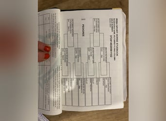 Irish sport horse, Ruin, 6 Jaar, 168 cm, Bruin