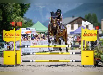 Irish sport horse, Ruin, 6 Jaar, 168 cm, Donkerbruin