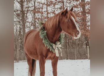 Irish sport horse, Ruin, 6 Jaar, 168 cm, Donkere-vos