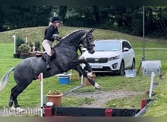 Irish sport horse, Ruin, 6 Jaar, 168 cm, Schimmel