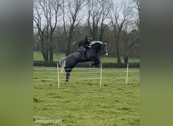 Irish sport horse, Ruin, 6 Jaar, 168 cm, Schimmel