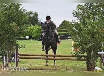 Irish sport horse, Ruin, 6 Jaar, 168 cm, Schimmel