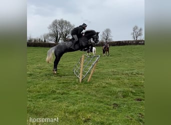 Irish sport horse, Ruin, 6 Jaar, 168 cm, Schimmel