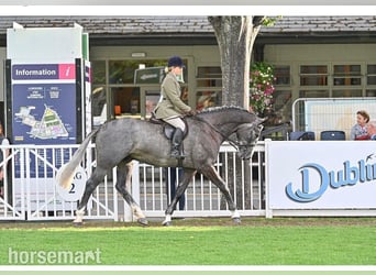 Irish sport horse, Ruin, 6 Jaar, 168 cm, Schimmel