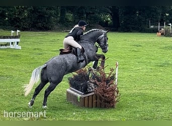 Irish sport horse, Ruin, 6 Jaar, 168 cm, Schimmel