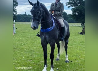 Irish sport horse, Ruin, 6 Jaar, 168 cm, Schimmel