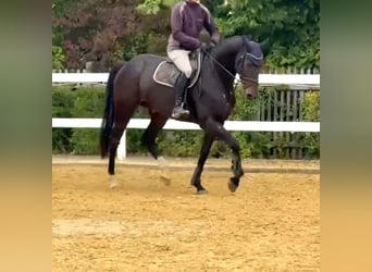 Irish sport horse, Ruin, 6 Jaar, 169 cm, Donkerbruin