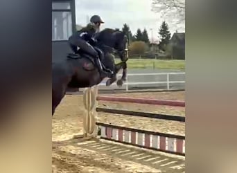 Irish sport horse, Ruin, 6 Jaar, 169 cm, Donkerbruin Irish sport horse, Ruin, 6 Jaar, 169 cm, Donkerbruin