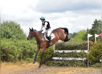 Irish sport horse, Ruin, 6 Jaar, 170 cm, Bruin