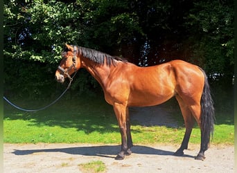 Irish sport horse, Ruin, 6 Jaar, 170 cm