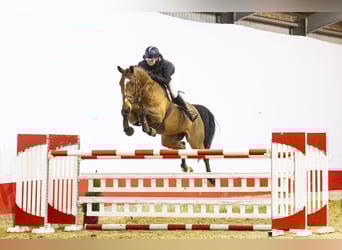 Irish sport horse, Ruin, 6 Jaar, 171 cm, Bruin