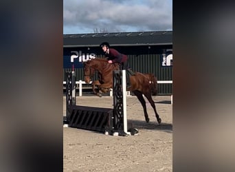 Irish sport horse, Ruin, 6 Jaar, 171 cm, Donkere-vos