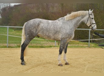 Irish sport horse, Ruin, 6 Jaar, 177 cm, Appelschimmel