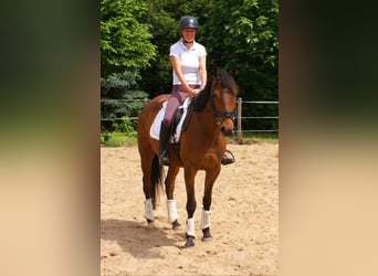Irish sport horse, Ruin, 6 Jaar, Bruin