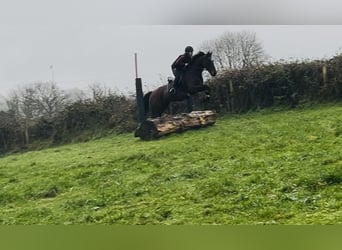 Irish sport horse, Ruin, 7 Jaar, 148 cm, Roodbruin