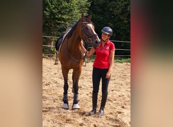 Irish sport horse, Ruin, 7 Jaar, 153 cm, Bruin