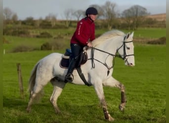 Irish sport horse, Ruin, 7 Jaar, 160 cm, Schimmel