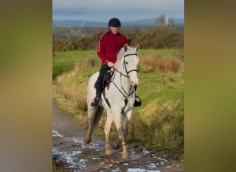 Irish sport horse, Ruin, 7 Jaar, 160 cm, Schimmel