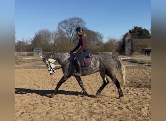 Irish sport horse, Ruin, 7 Jaar, 162 cm, Appelschimmel